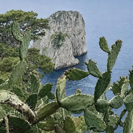 Grazia Capri